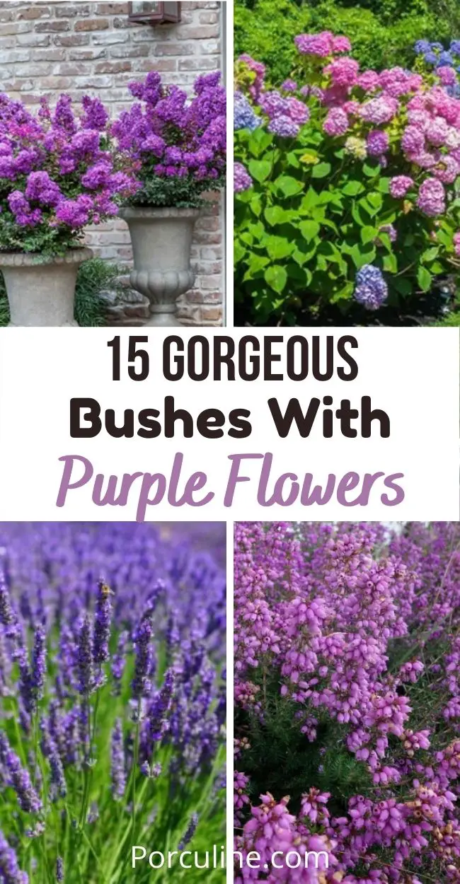 Best Shrubs And Bushes With Purple Flowers To Beautify Your Garden