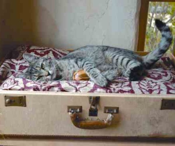 Suitcase Pet Bed with Cat on Top