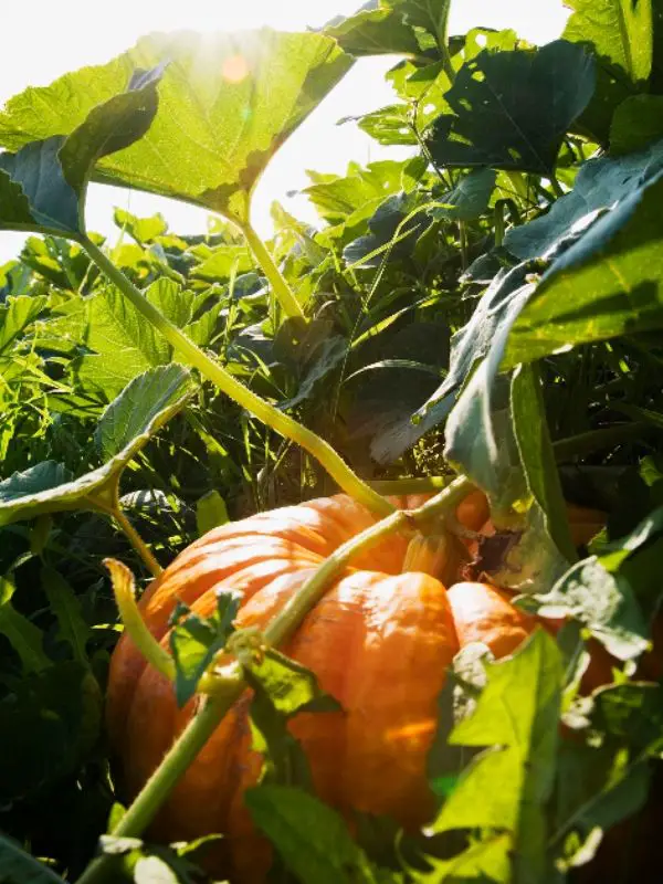 Pumpkin on a garden