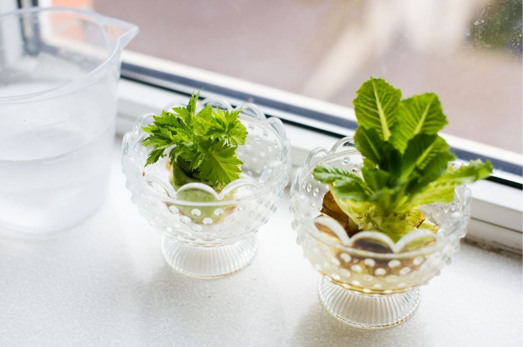 Plants you can regrow from scraps