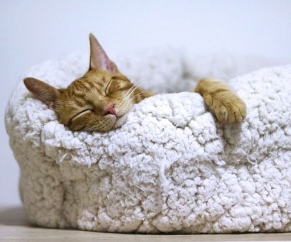 Orange cat sleeping on a white bed