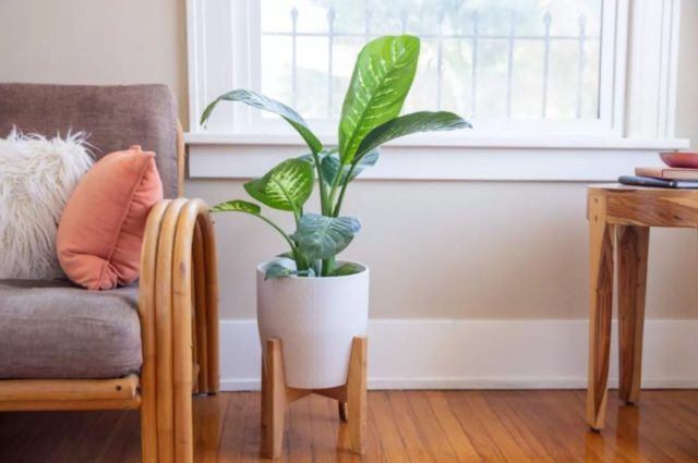 28 Gorgeous Indoor Plants That Actually Easy to Care for - Porculine