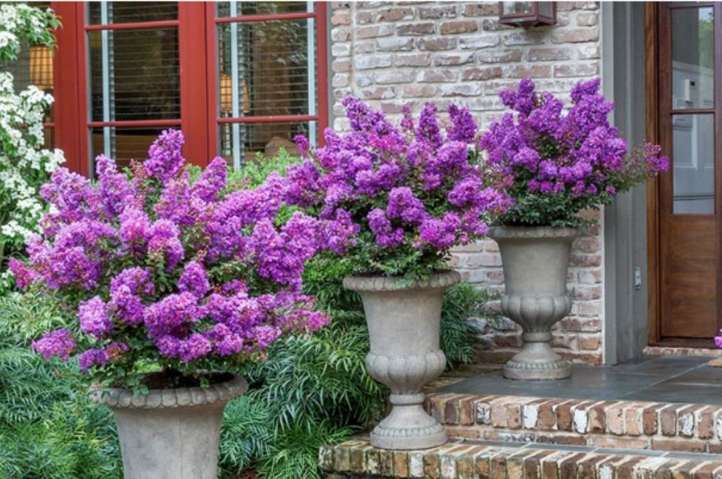 Bush with Purple Flowers