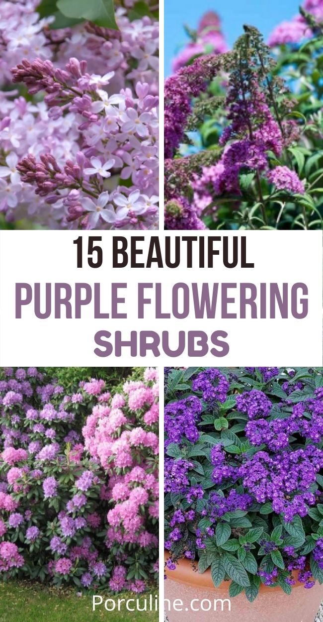 15 Best Shrubs And Bushes With Purple Flowers To Beautify Your Garden Porculine
