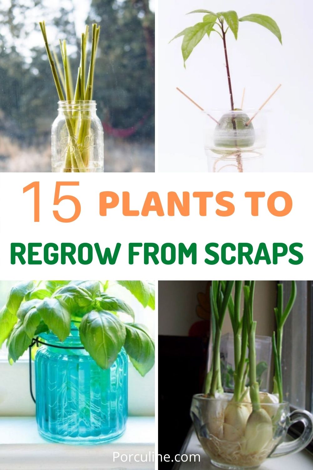 15 Plants That You Can Easily Regrow From Scraps Porculine