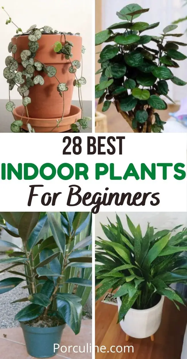 28 Gorgeous Indoor Plants That Actually Easy to Care for - Porculine