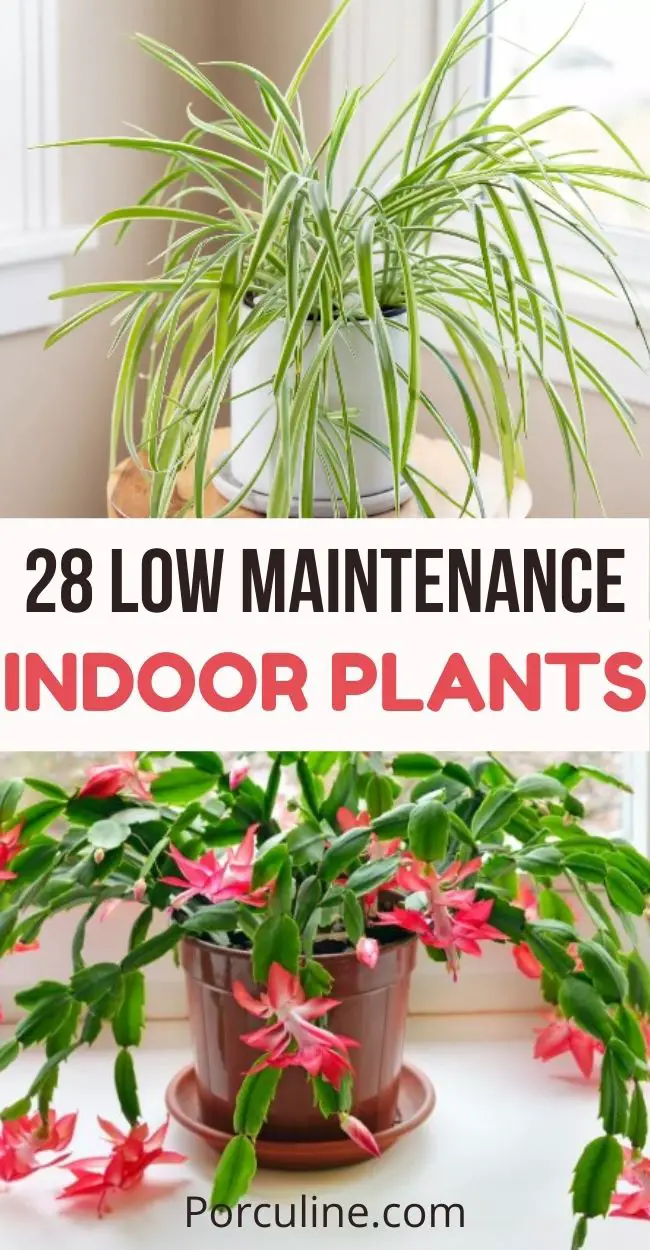 28 Gorgeous Indoor Plants That Actually Easy to Care for - Porculine