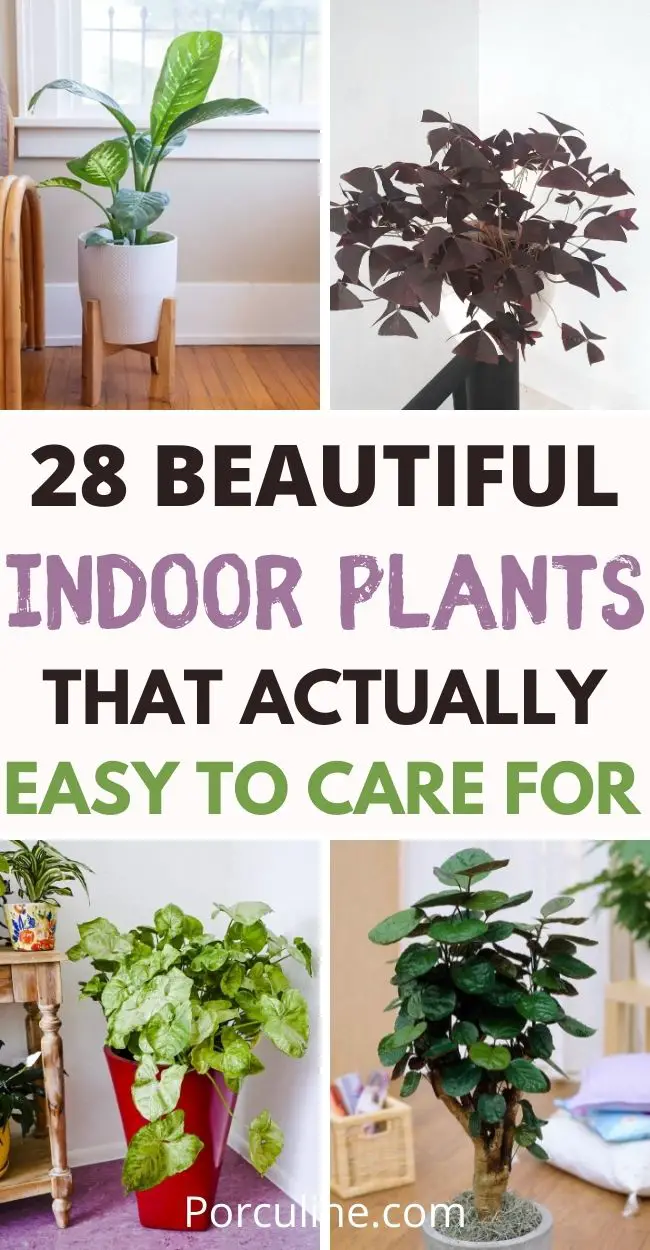 28 Gorgeous Indoor Plants That Actually Easy to Care for - Porculine