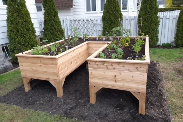 DIY U-Shaped Cedar Raised Garden