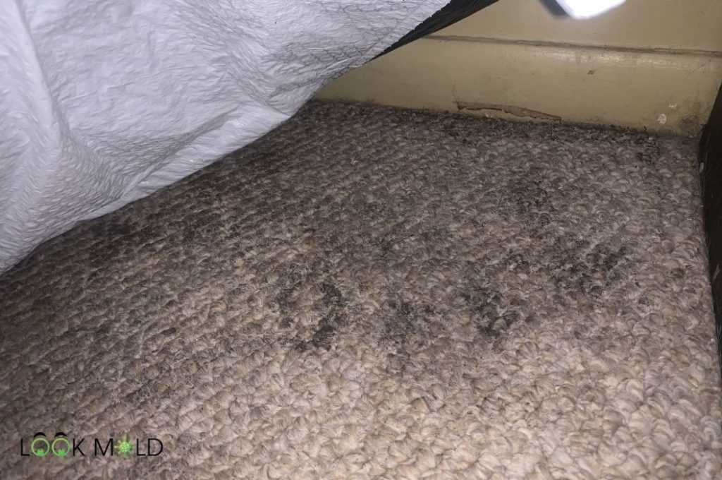 how-to-clean-mold-from-carpet-effectively-in-4-easy-ways-porculine