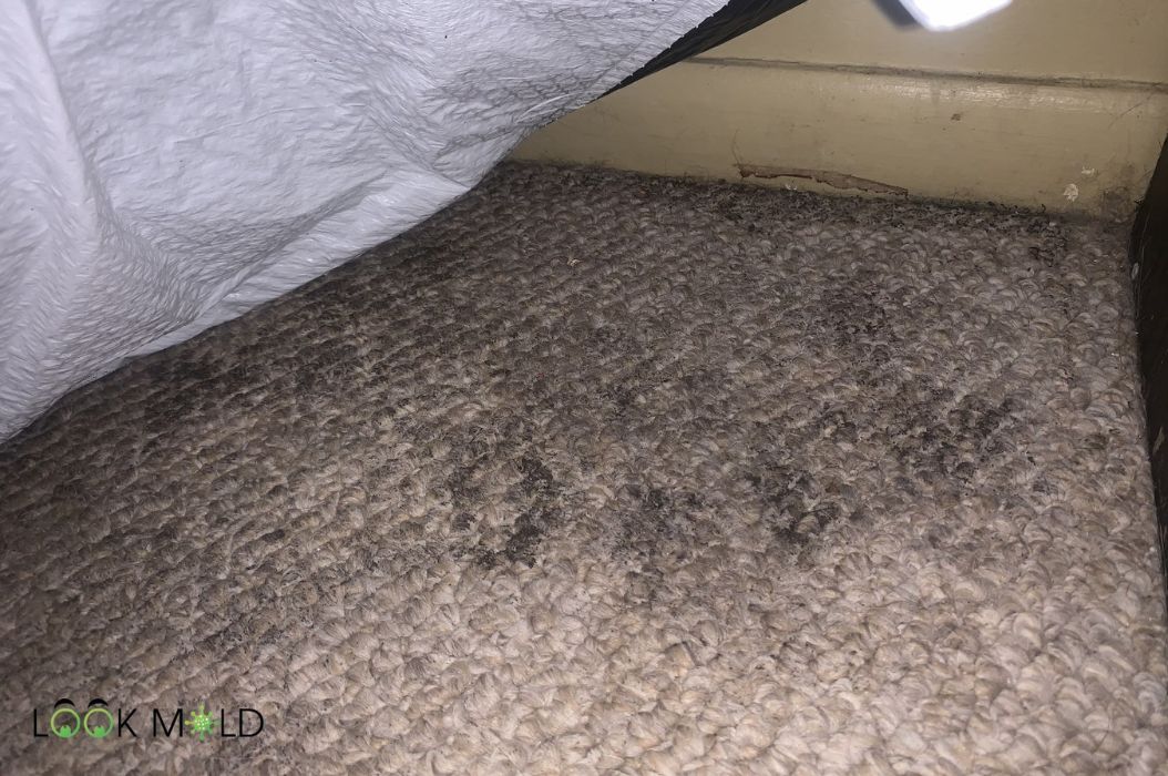 How to Remove Mold from Carpet